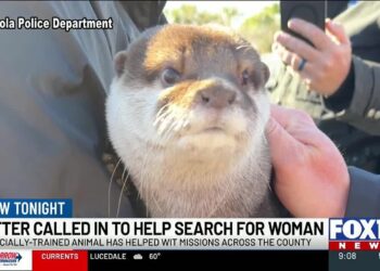 Specially Trained Otter Deployed in Search for Missing Woman in Pensacola