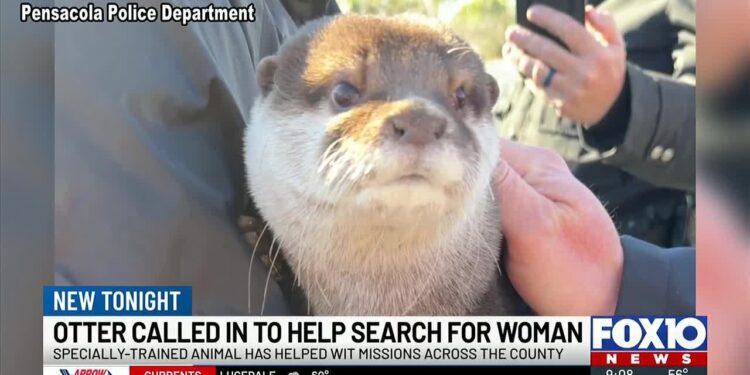 Specially Trained Otter Deployed in Search for Missing Woman in Pensacola